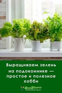 Какие травы выращивают на подоконнике