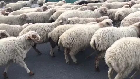 Видео барашков