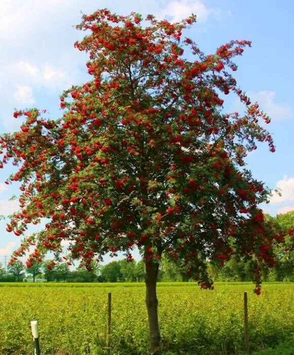 Рябина обыкновенная купить. Рябина обыкновенная Sorbus aucuparia. Рябина Эдулис. Рябина обыкновенная Эдулис edulis. Sorbus aucuparia edulis (рябина обыкновенная).