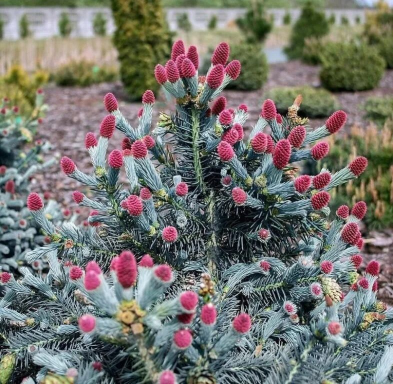 Ель колючая Хупси. Ель pungens 'Hermann Naue'. Ель колючая (Picea pungens) "Hermann Naue. Ель колючая Hoopsii. Какие есть экзотические ели