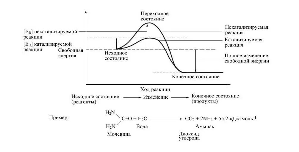 Химическая реакция катализируемая ферментом. Диаграмма изменения свободной энергии в ходе химической реакции. Изменение свободной энергии в ферментативных реакциях. Изменение свободной энергии в ходе ферментативной реакции зависит от. Энергия активации химической реакции ферменты.