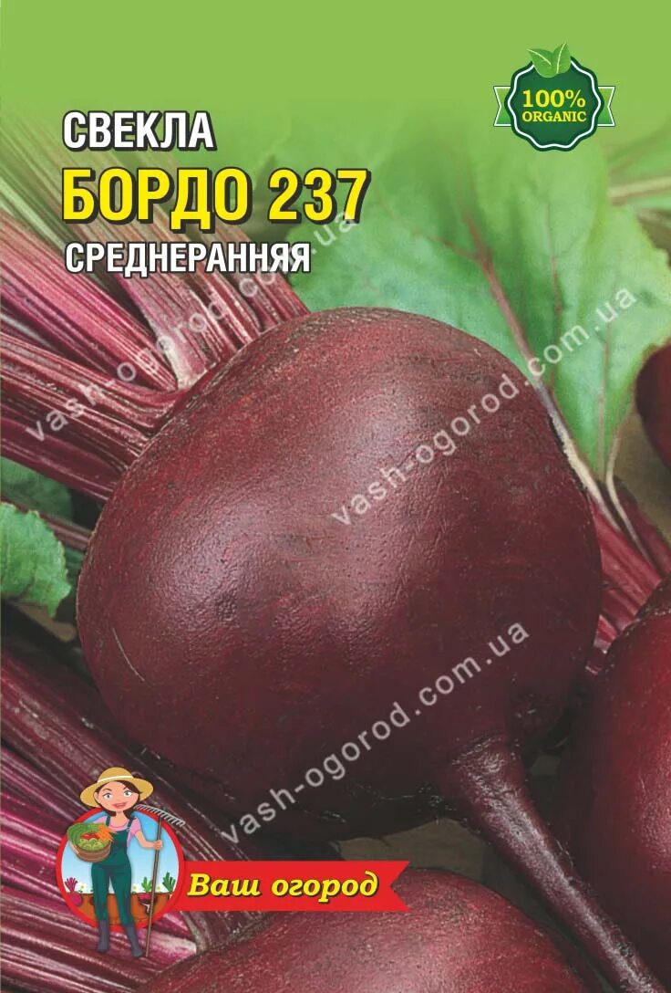 Свекла столовая бордо 237 аэлита. Свекла бордо описание сорта. Сорт свеклы бордо 237. Свекла бордо описание сорта. Свёкла бордо описание.
