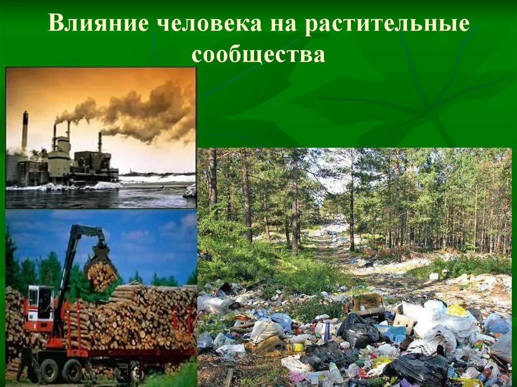 Влияние человека на природу 6 класс. Влияние человека на растительный. Воздействие человека на природу. Влияние человека на природу картинки. Влияние человека на растительные сообщества.