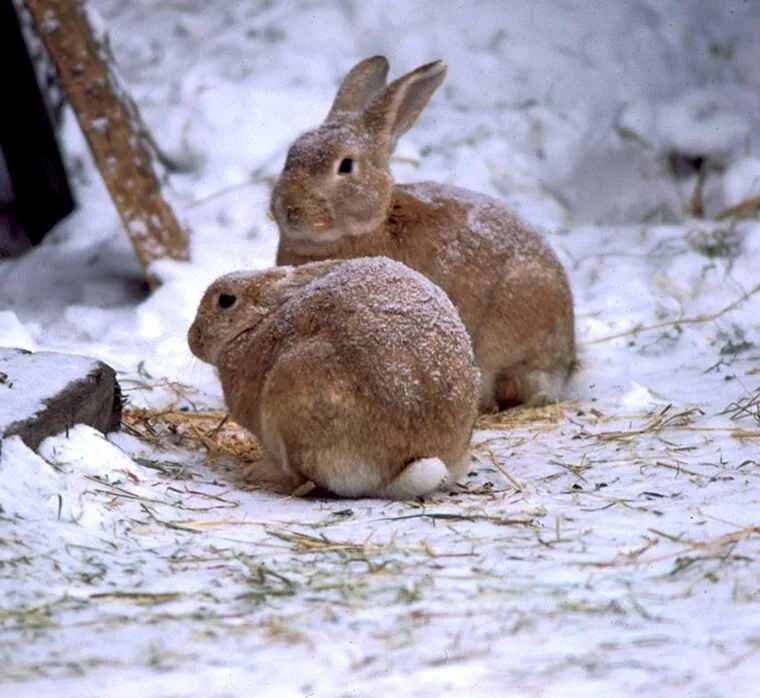 Заяц зимой. Зайчиха с зайчонком. Заяц весной. Зайчик зимой.
