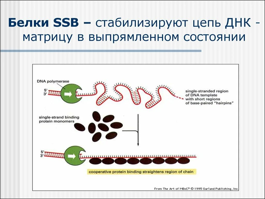 Функции SSB белков. SSB белки. SSB белки на ДНК. SSB белок функция.