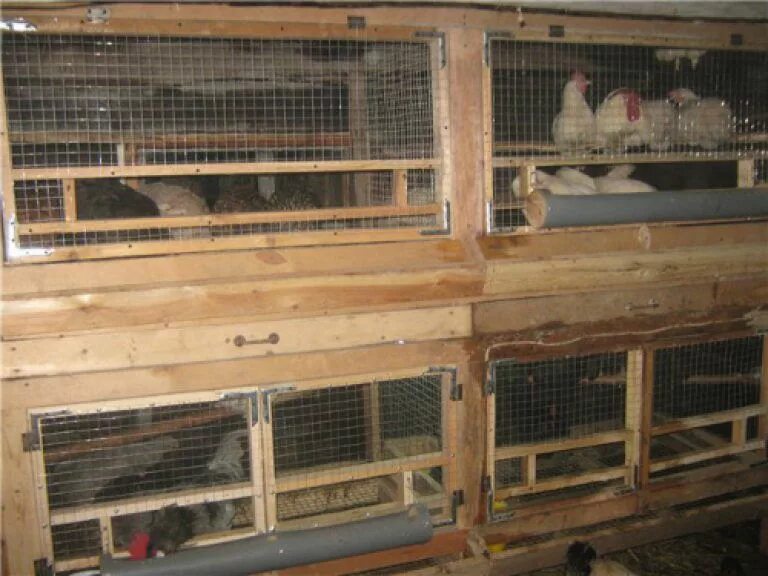 Как сделать клетку для бройлеров. Как сделать клетку для бройлеров. Клетка для 10 кур несушек с яйцесбором размер. Как сделать клетку для бройлеров. Как сделать клетку для бройлеров.