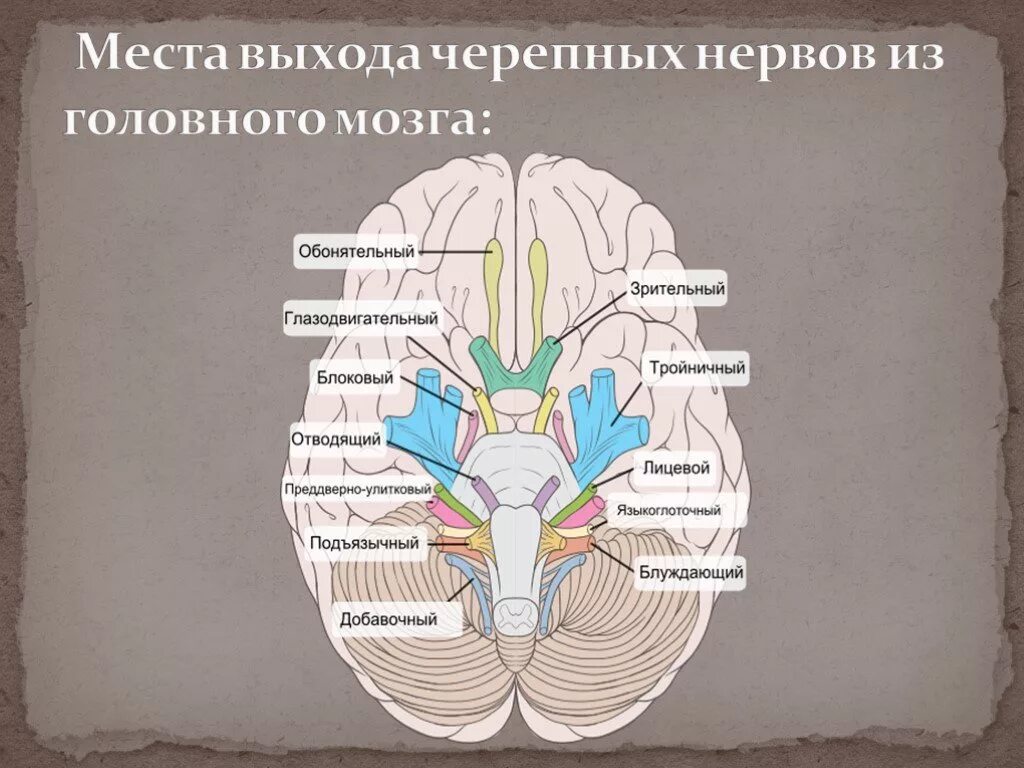 Место выхода нерва из мозга