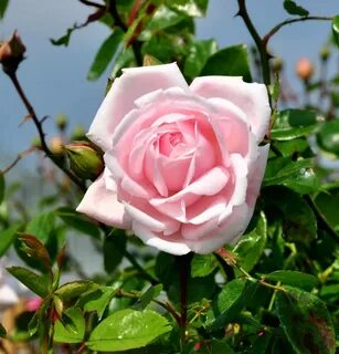 New rose