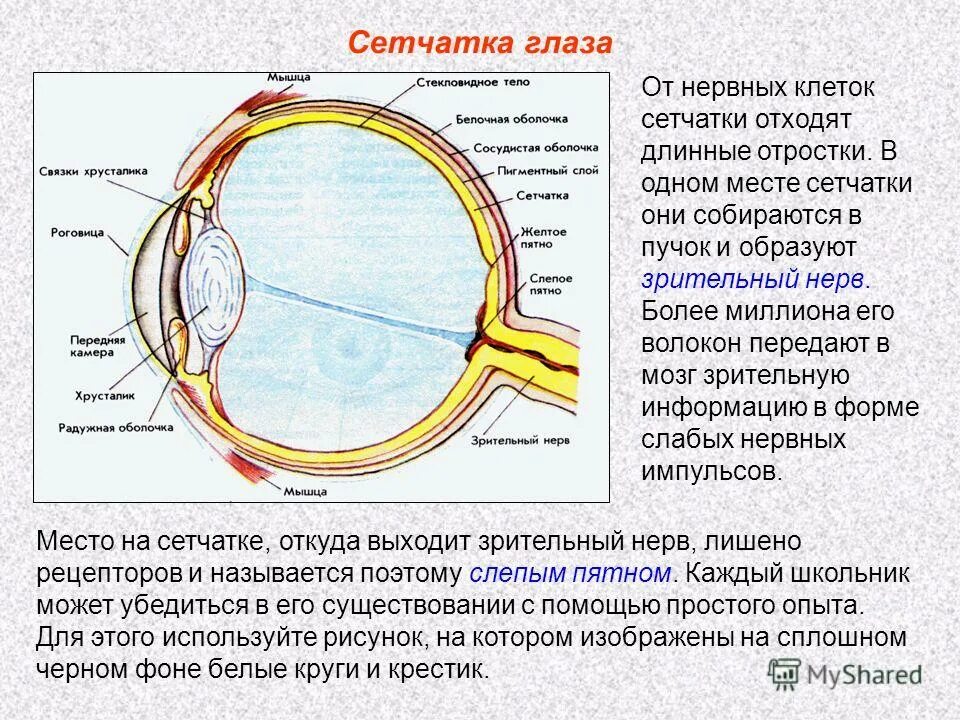 Сетчатка и зрительный нерв. Зрительный нерв и сетчатка глаза. Внутренняя оболочка глаза сетчатка.