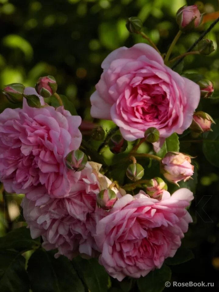 свит лагуна