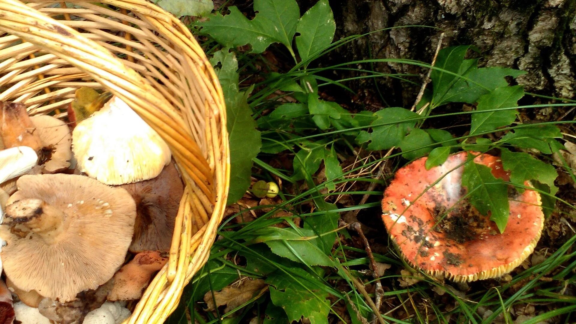 Какие грибы в начале. Летние грибы. Съедобные грибы. Съедобные грибы фото.
