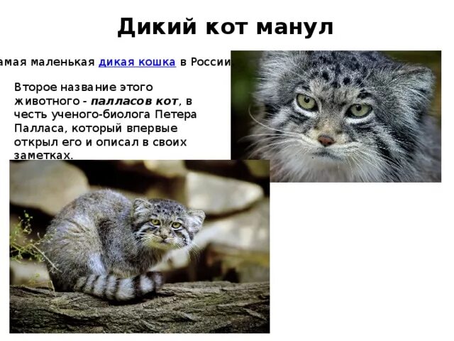 Манул краткая информация