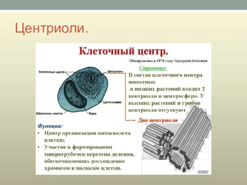 Органоиды принимающие участие в фотосинтезе. Органоид клеточный центр строение и функции. Строение органоида центриоли. Центриоли строение и функции.