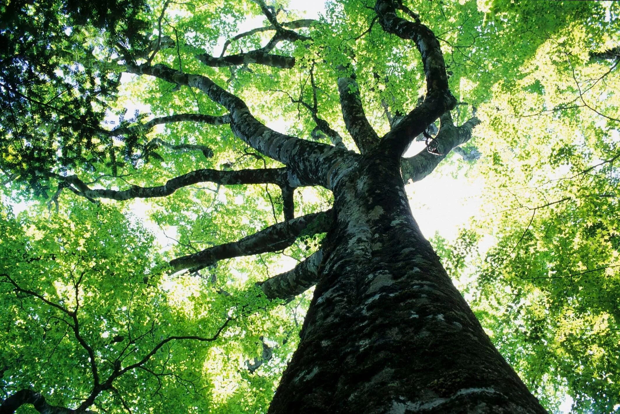 It can a tree