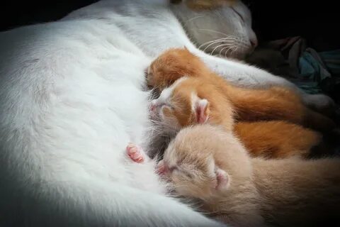 Кормящая кошка во сне женщине