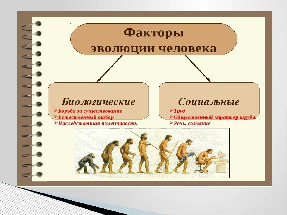 К социальным факторам антропогенеза относятся. Факторы происхождения человека. Биологические факторы происхождения человека. Биологические факторы эволюции человека. Схема развития человека.