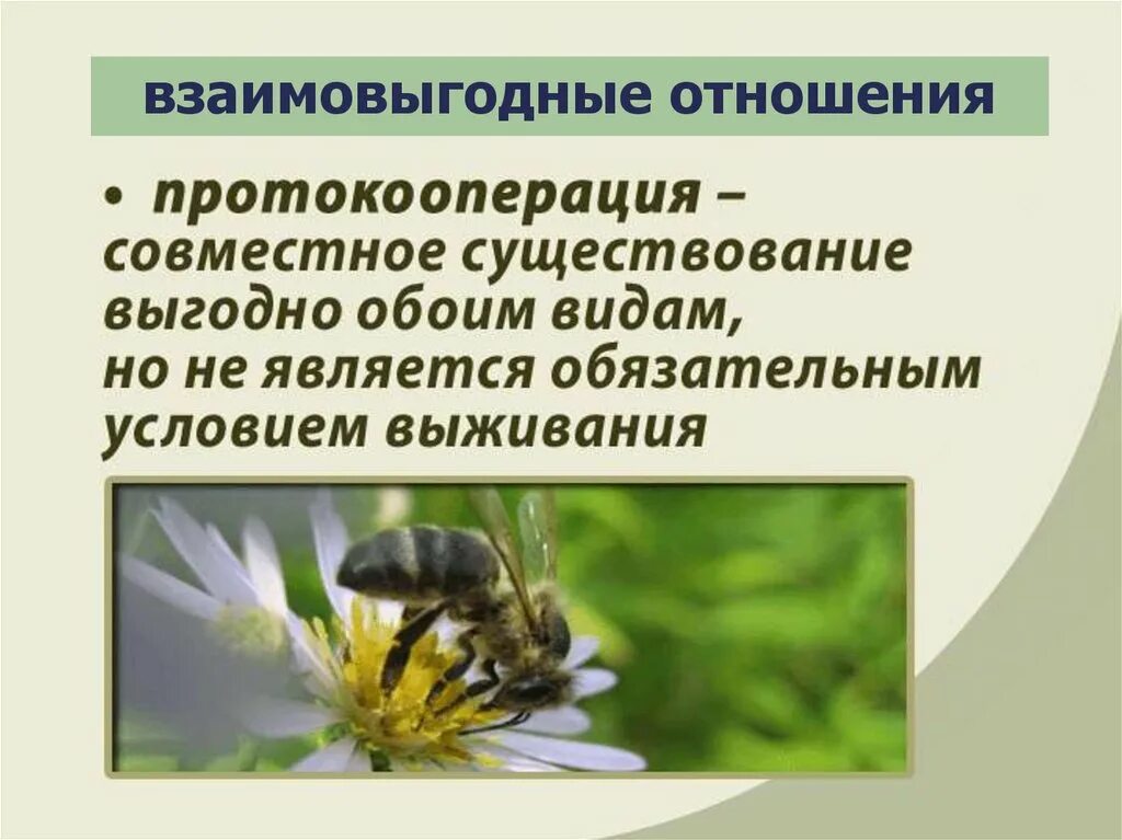 Взаимо выгодные отношения. Взаимовыгодные отношения. Взаимовыгодные отношения протокооперация. Взаимовыгодные отношения живых организмов. Взаимовыгодные отношения животных.