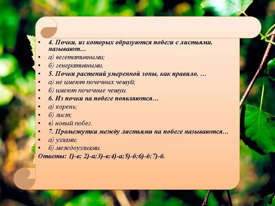 Лабораторная работа строение листьев