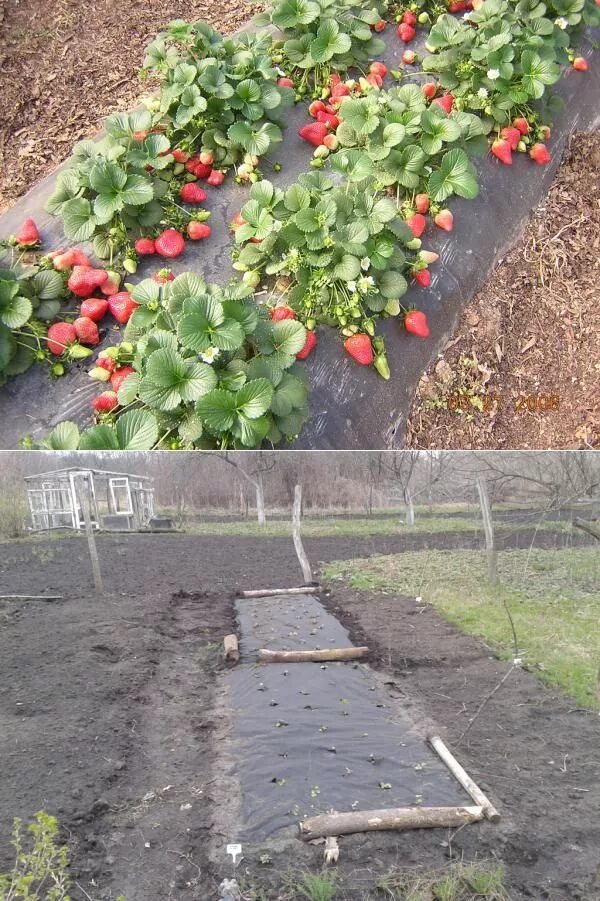 Клубника в парнике на даче - mebelotradnaya.ru