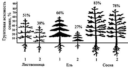 Сроки посева хвойных пород. Стратификация хвойных семян. Всхожесть семян хвойных пород. Схема посева сосны обыкновенной. Срок снегования семян хвойных.