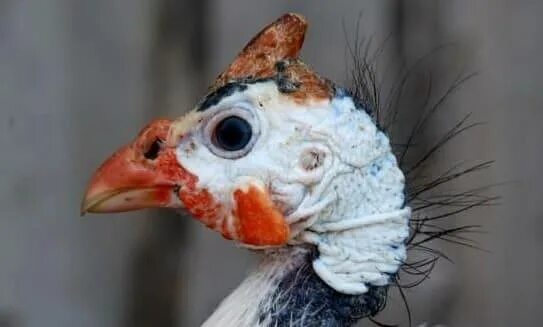 Цесарка самец и самка. Цесарка куропатчатая. Восковица цесарок. Крик цесарки. Цесарка самец и самка.