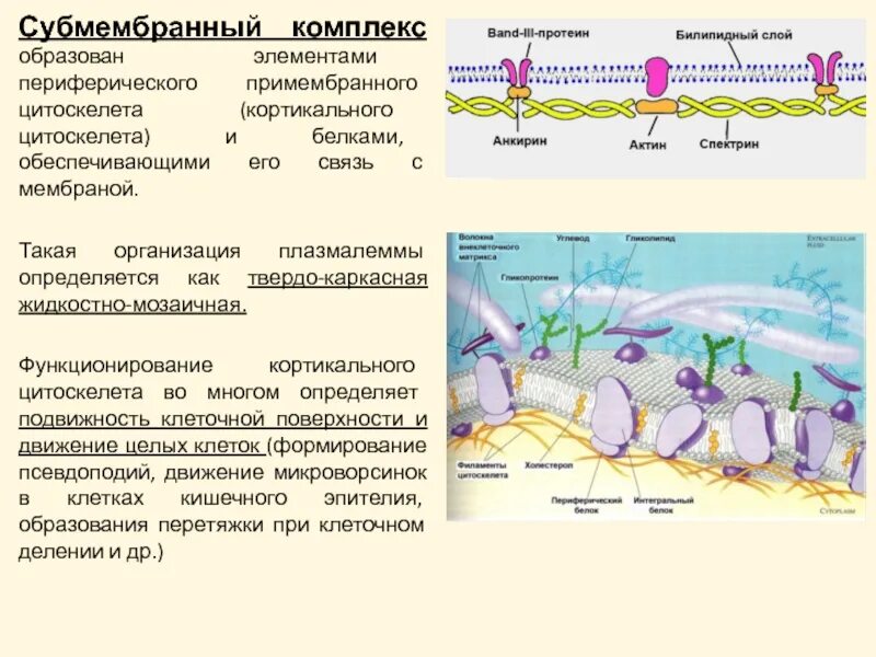 Гликокаликс субмембранный комплекс. Надмембранный мембранный и субмембранный комплекс. Надмембранный комплекс строение и функции.