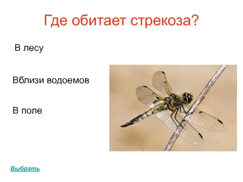 Где обитают Стрекозы. Стрекоза живет. Где Стрекоза. Где живет Стрекоза.