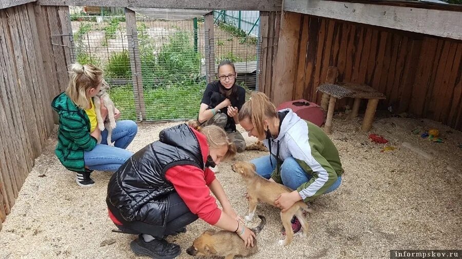 Приют лесопилка. Приют Лесопилка Псков. Зоозащита Псков Лесопилка приют. Собачий приют Псков Лесопилка. Приют шанс Псков зоозащита.