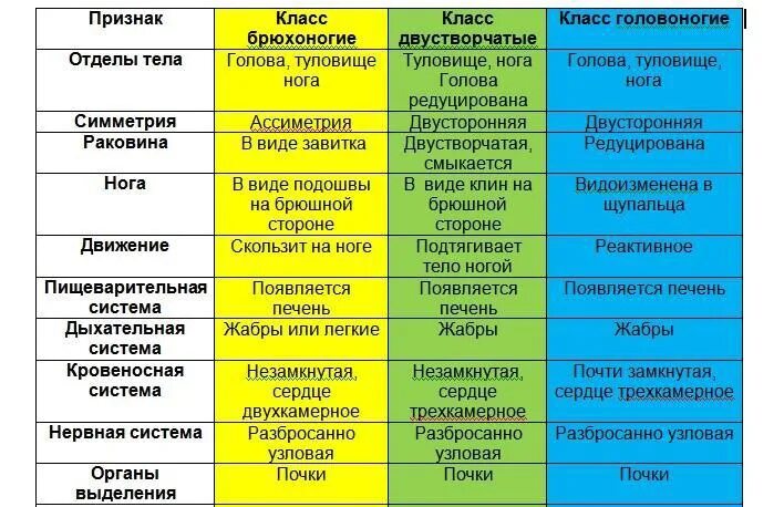 Сравнительная характеристика представителей типа моллюски таблица. Характеристика классов моллюсков таблица 7 класс. Таблица характеристика классов моллюсков биология 7. Таблица характеристика классов моллюсков биология 7 класс.