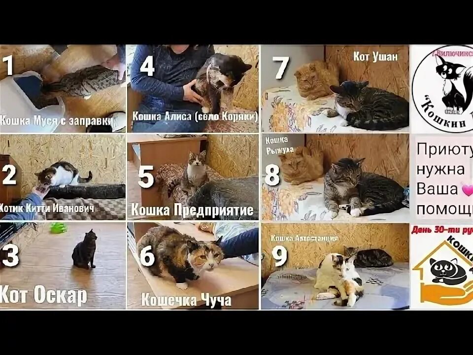 Сдать кошку в приют навсегда. Кошкин дом приют для кошек. приют кошкин дом калуга московская 292. проектировка кошачьего приюта. кошкин дом приют для кошек челябинск.