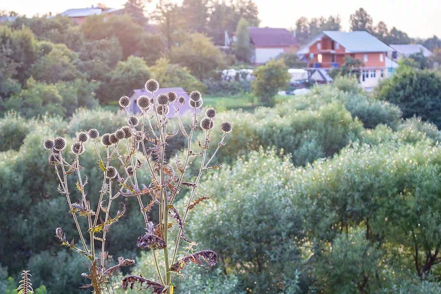 Russian plants. Мордовник куст. Мордовник растение. Мордовник в цветнике. Коровяк и мордовник.