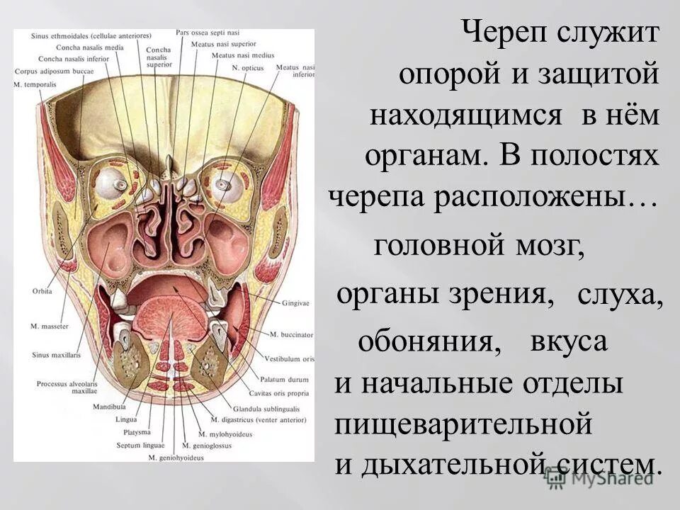 Полости лицевого черепа. Фронтальный разрез черепа. Строение черепа внутри.