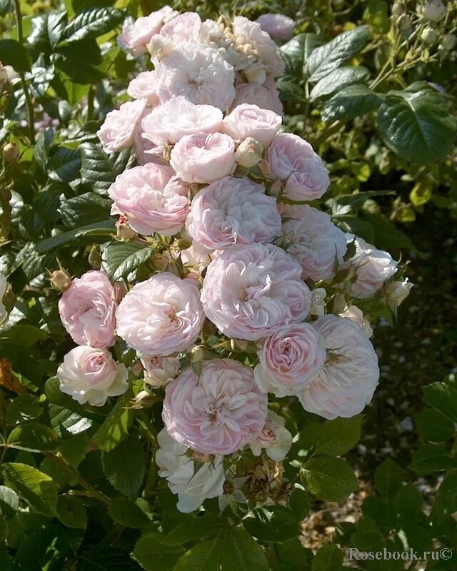 Буке парфе. Роза мускусный гибрид bouquet parfait. Роза мускусная букет парфе. Буке парфе. Роза мускусная букет парфе.