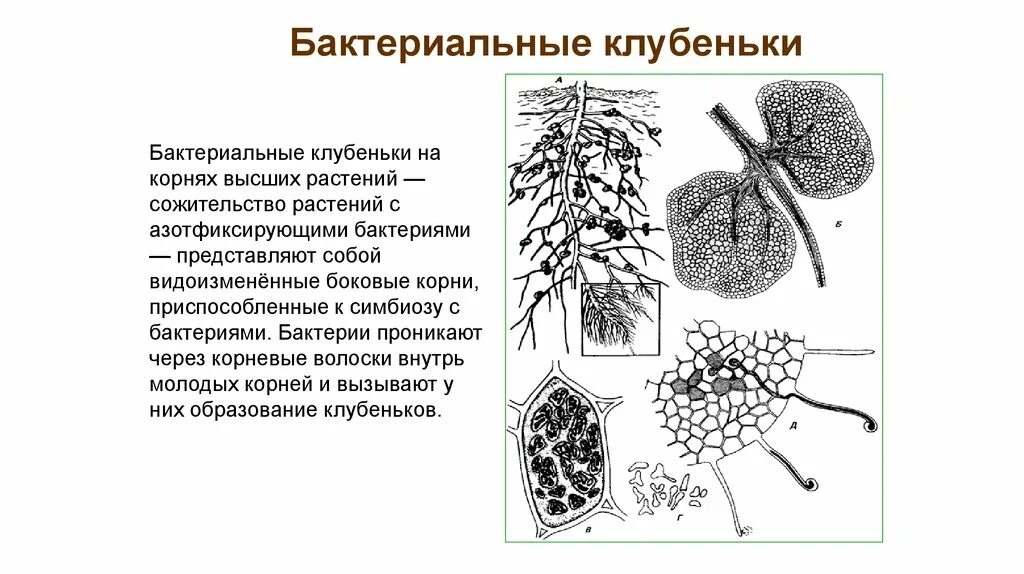 Видоизмененные корни клубеньки. Корневые клубеньки видоизменение. Бактериальные клубеньки видоизменение корня. Клубеньки Метаморфоза корня.