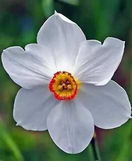 Nargiz guli rasmlari
