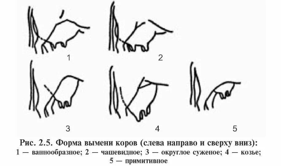 Сколько стельность у коровы