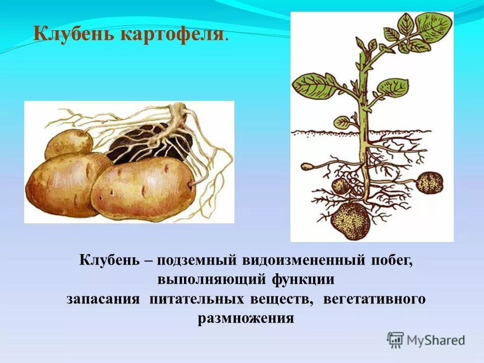 Клубень картофеля и ус садовой земляники. Корневые клубни картофель. Видоизмененный подземный побег картофеля. Клубень картофеля это видоизмененный побег. Видоизменённый побег клубень.