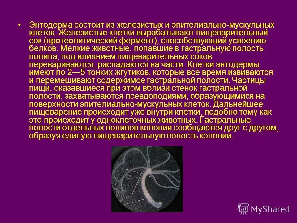 Имеет гастральную полость. Гастральный Тип строения. Замкнутая гастральная полость. Клетки продуцирующие эмаль.