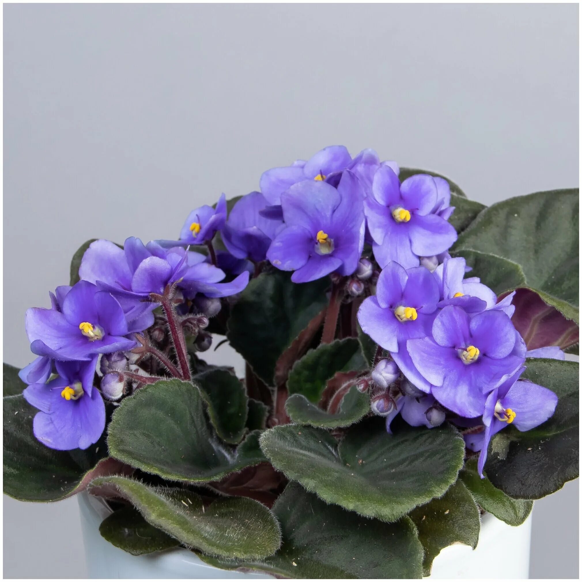 сенполия голубой дракон. сенполия голубой дракон. фиалка синий иней. описание голубой фиалки. описание голубой фиалки.