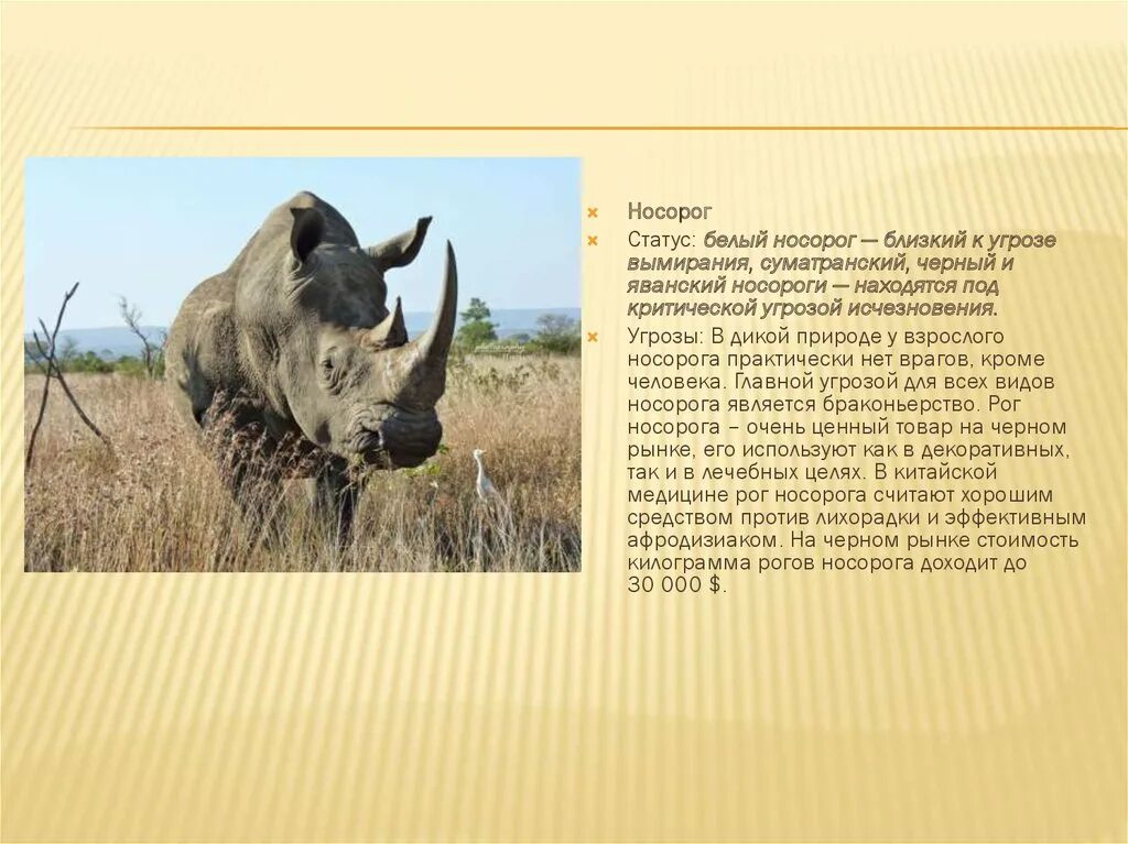 Причины вымирание белых Носорогов. Угроза исчезновения белого носорога. Носорог доклад. Белый носорог причина исчезновения.