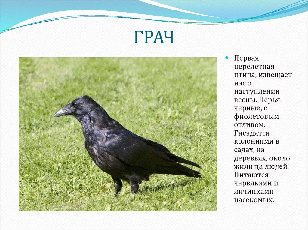 описание грача. грач птица описание. грач птица описание. описание птиц. грач (птица) врановые.