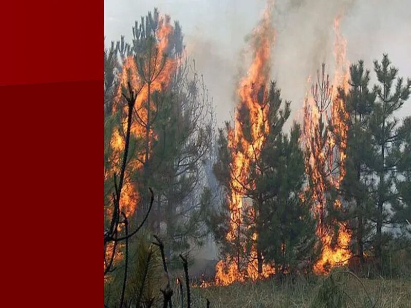 Сильный верховой пожар. Беглый верховой пожар. Низовой беглый Лесной пожар. Верховой Лесной пожар. Устойчивый верховой пожар.