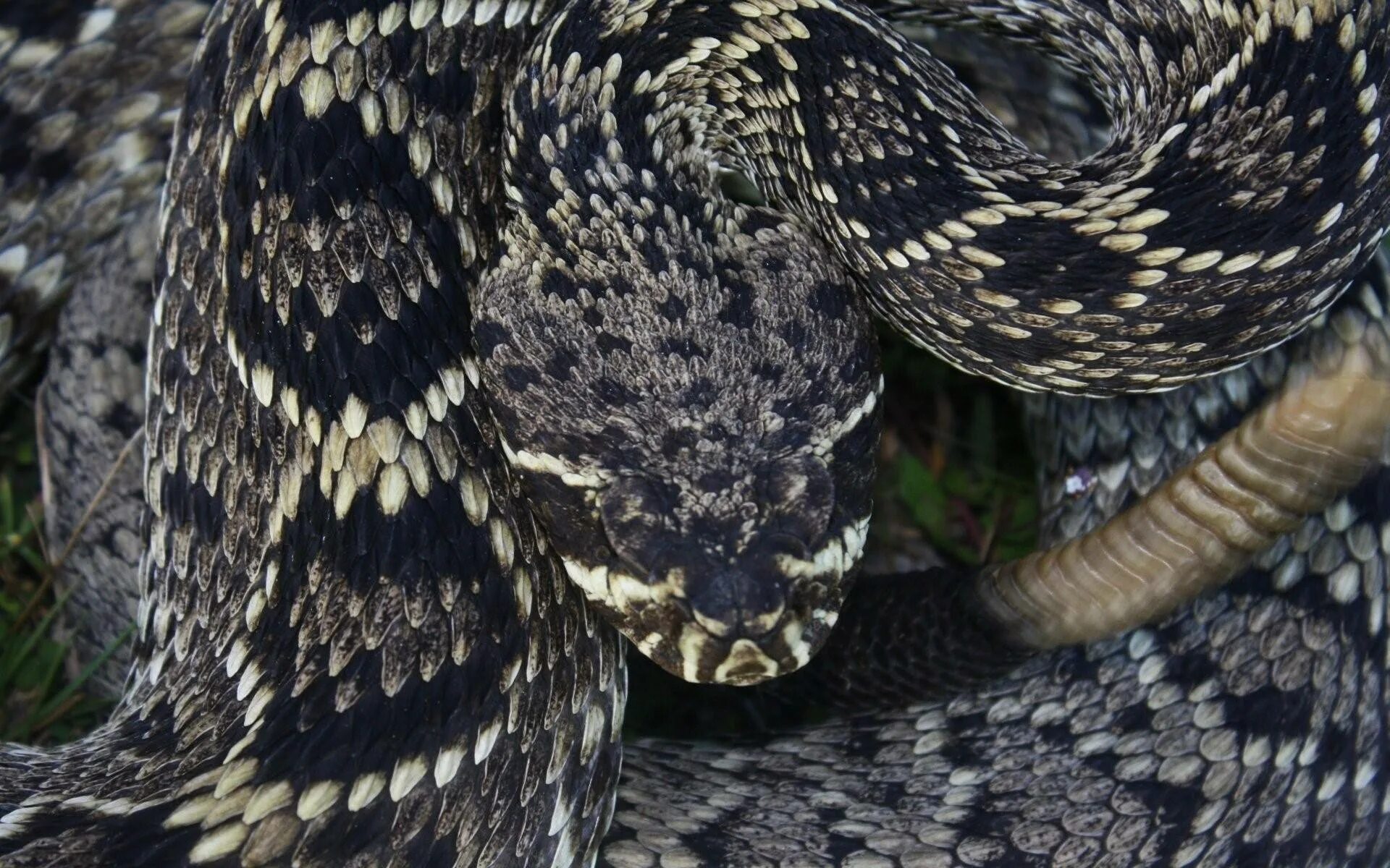 Много черных змей. Diamondback Rattlesnake. Черная гремучая змея. Черный гремучник змея. Гремучая змея чешуя.