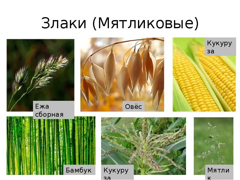 Злаки семейства мятликовых. Злаки семейства мятликовых. Злаки семейства мятликовых. Злаки мятликовые представители. Злаки семейства мятликовых.