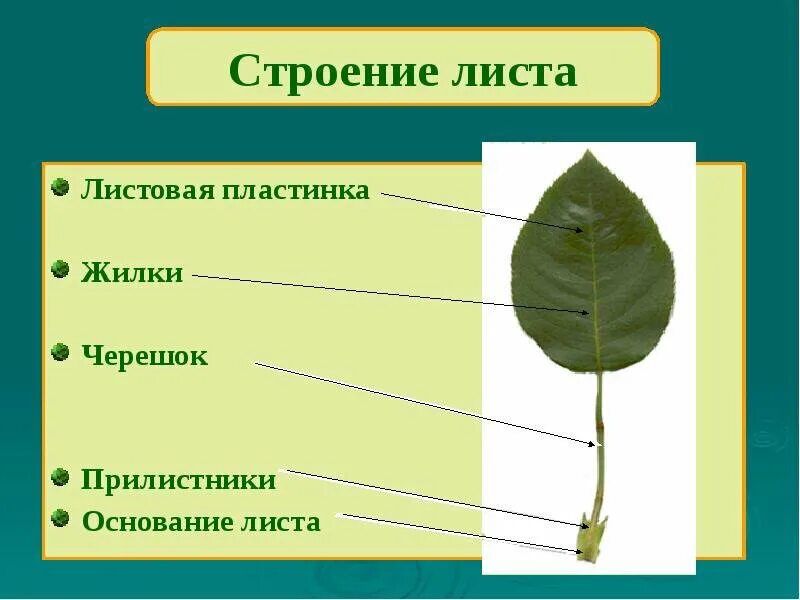 Рассмотрите изображение листа фикуса и опишите. Черешок жилка и листовая пластинка. листовая пластинка черешок прилистники основание. листовая пластинка жилки и прилистники. строение листа с прилистниками.
