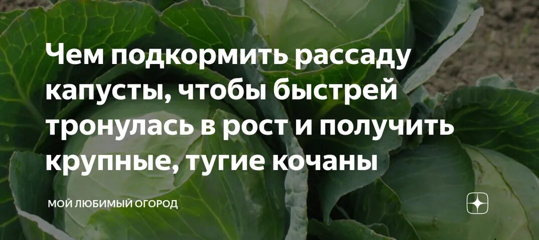 Чем подкормить рассаду капусты для роста. Чем подкормить рассаду капусты. Удобрить рассаду капусты. Подкармливаем капусту. Подкормка капусты в июне в открытом грунте.