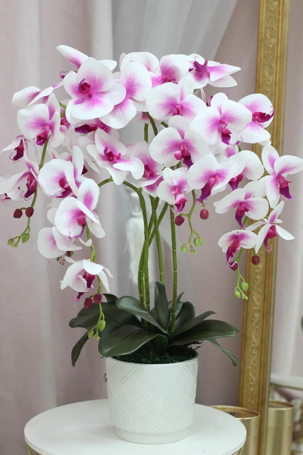 Купить орхидею в ставрополе. Орхидейки.
