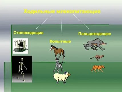 Видеоурок опора и движение животных