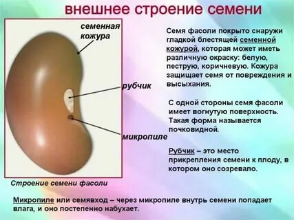Состав семян биология
