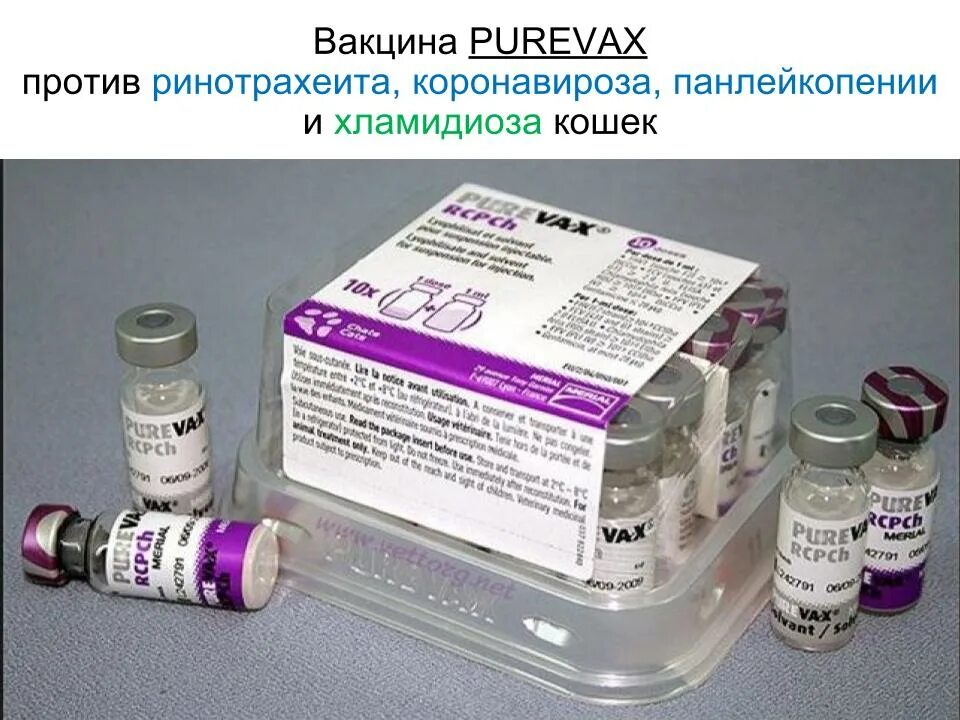 Вакцина Пуревакс RCPCH. Пуревакс вакцина для кошек. Пуревакс RCPCH вакцина для кошек. Вакцина с хламидиозом для кошек. Какая вакцина для кошек лучше